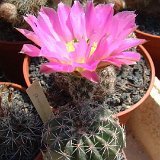 Echinocereus pamanesiorum Dscf0989.jpg